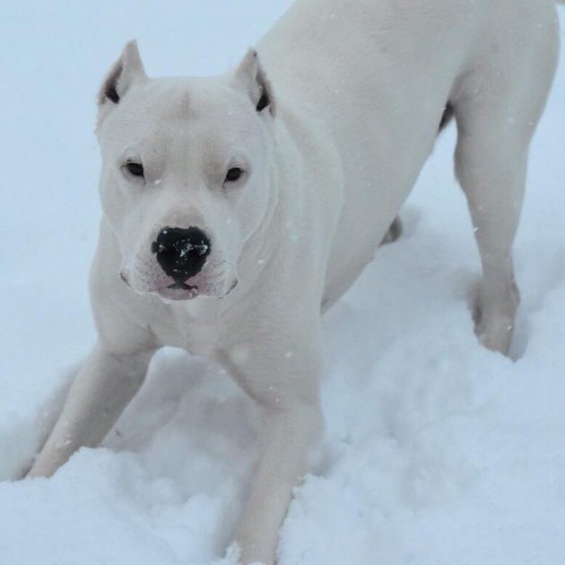 Zeus